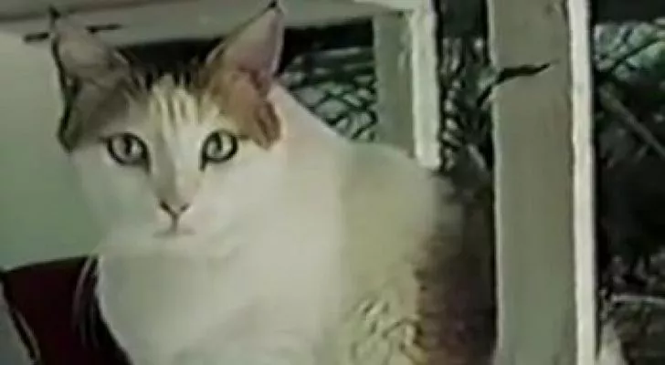 Creme Puff, the oldest cat