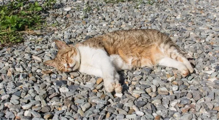 A cat sprawled out on a stone driveway