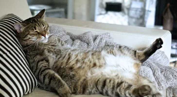 A fat cat laid on a stripy sofa the same way a human would sit on one