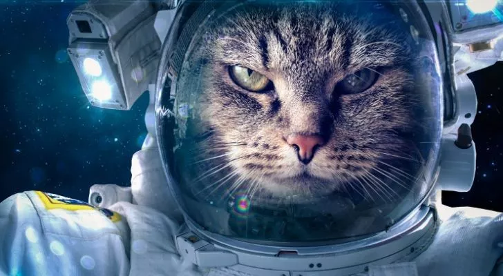 A cat in an astronaut costume