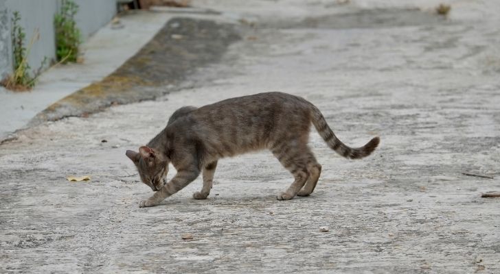 A feral cat licking its paw on an empty road