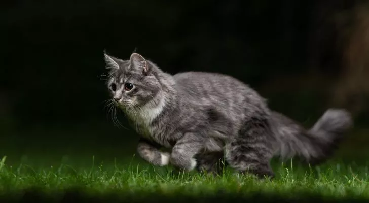 A gray cat running through green grass