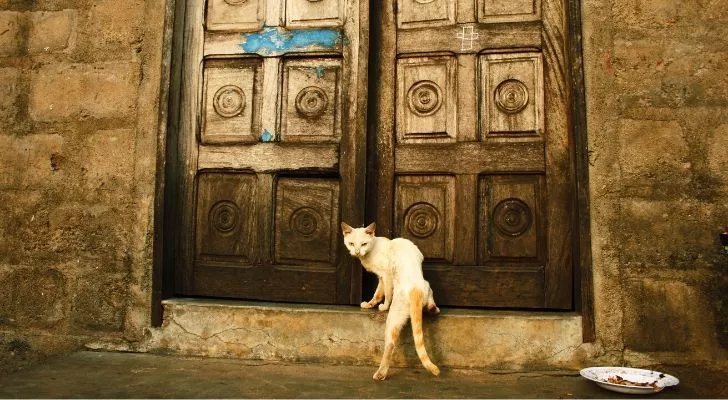 A cat standing infront of huge old-looking doors
