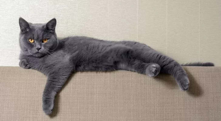 Grey cat laying on the back of a sofa, being ignorant