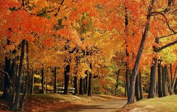 A forest in Indiana