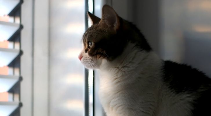 An indoor cat staring outside in the daylight through the blinds