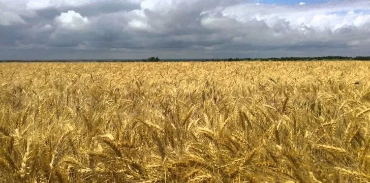 Kansas wheat field