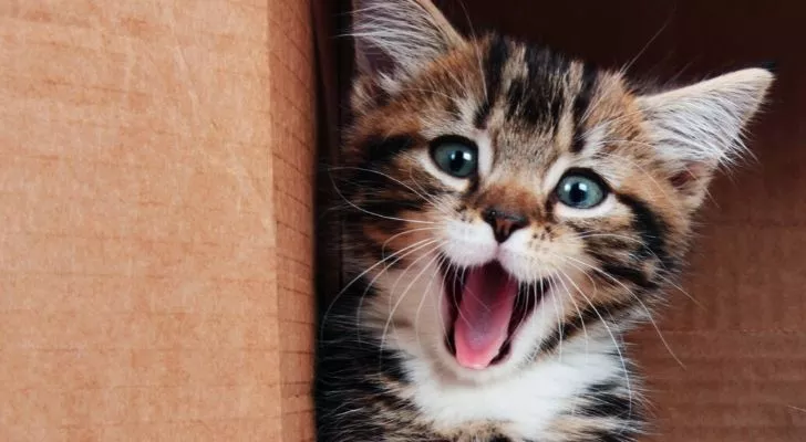 An adorable kitten yawning, with blue eyes and mouth wide open