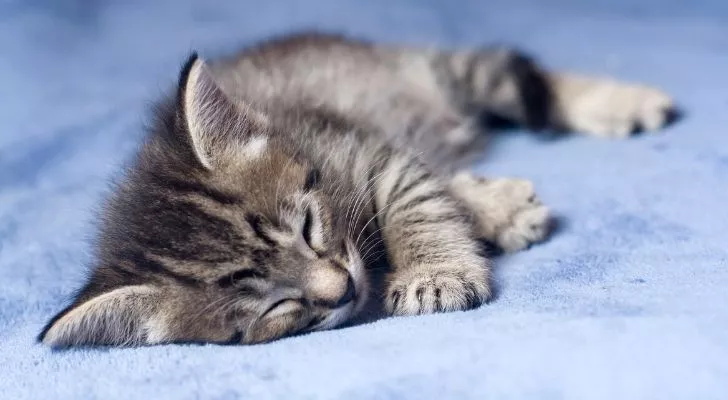A cute kitten sleeping on its side on a blue sheet