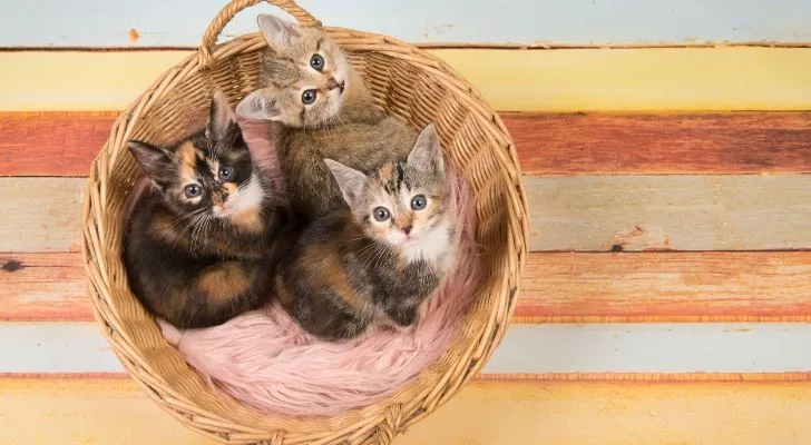 A wooden basket of kittens