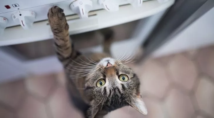 A cat trying to operate a washing machine with its left paw