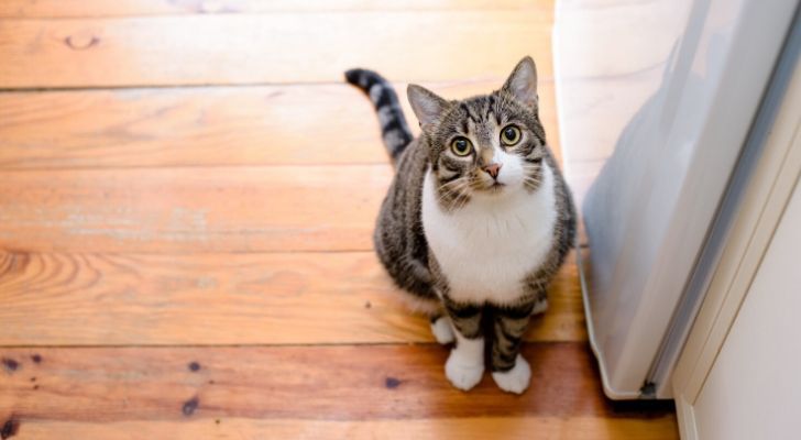 A cat looking upwards, whilst sat on a wooden floor