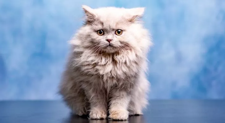 A fluffy white cat sat staring at the camera with a cloudy background