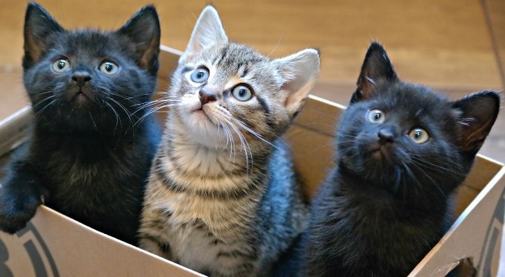 facts about cats and kittens