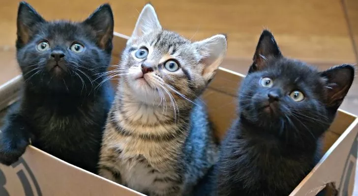 3 kittens in a box, two are black and the one in the middle is gray