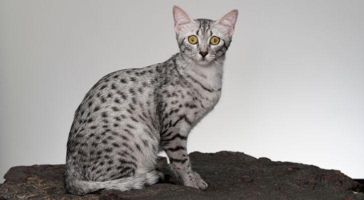 The oldest cat breed
