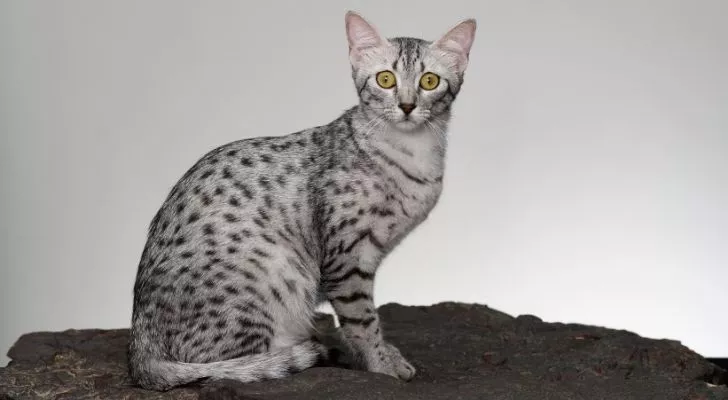 The oldest cat breed