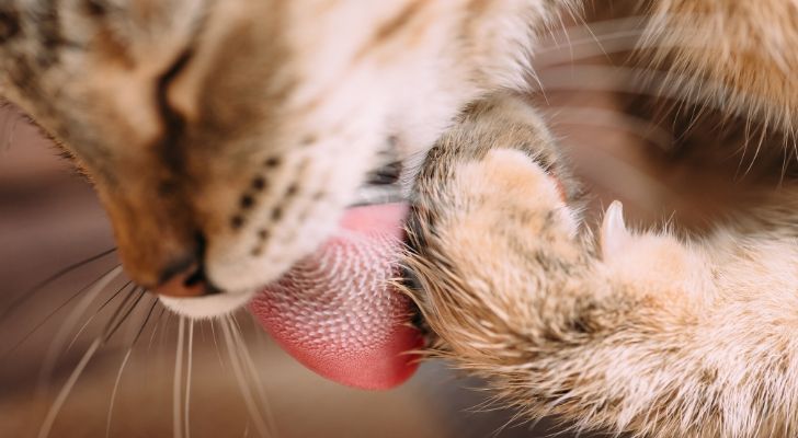 A cat licking its paw with