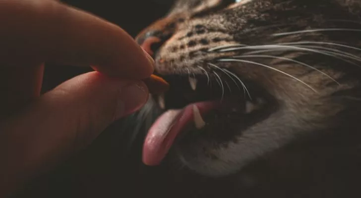 A human feeding a cat a biscuit