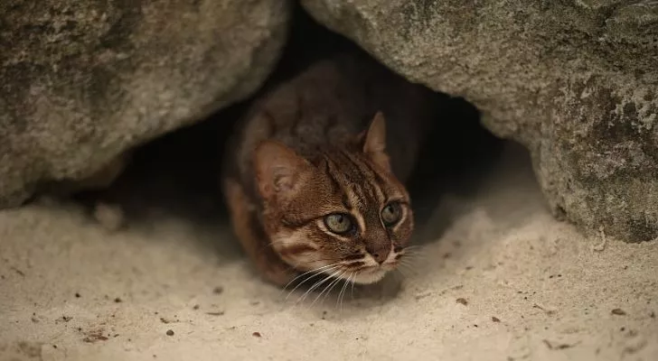 A tiny cat poking its head out of a tiny hole