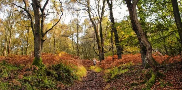 Hundred Acre Wood in England