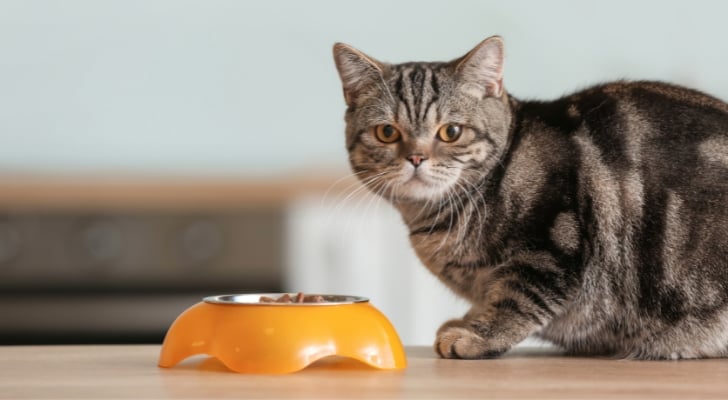Cat sat next to its food bowl