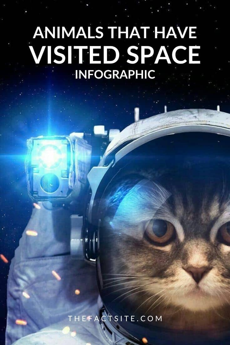 Animals That Have Visited Space InfoGraphic