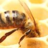 A closeup image of a honeycomb