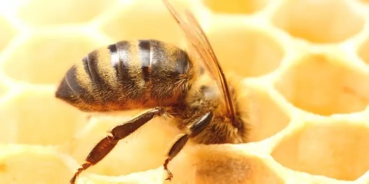 A closeup image of a honeycomb
