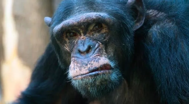 A moody looking chimpanzee