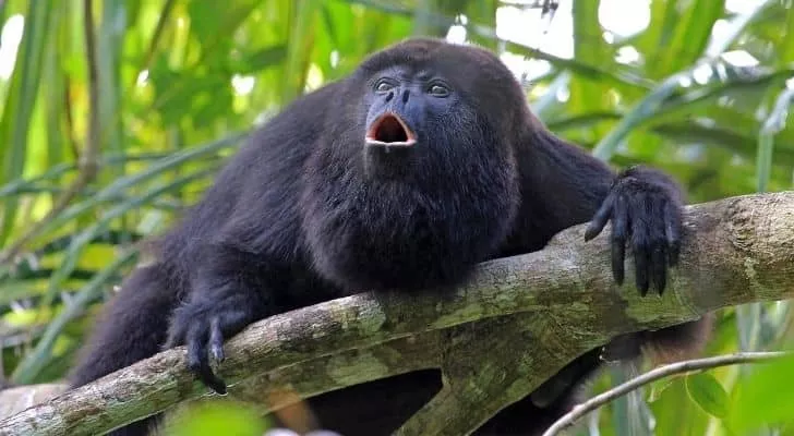 Belize Howler monkey