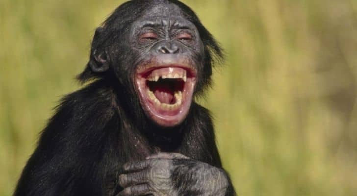 A chimpanzee having the last laugh