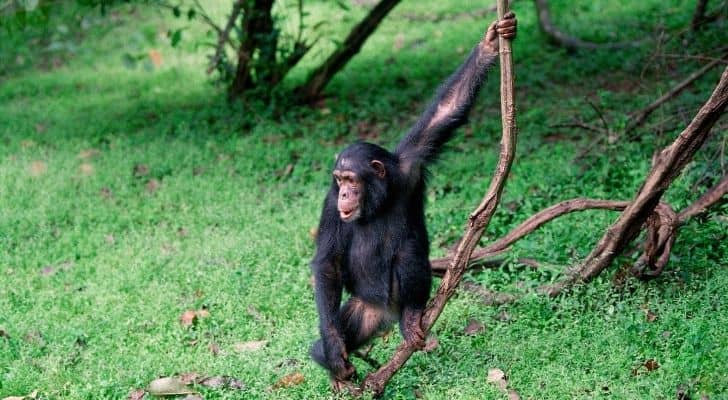 This chimpanzee is holding a stick, but is he going to throw it?