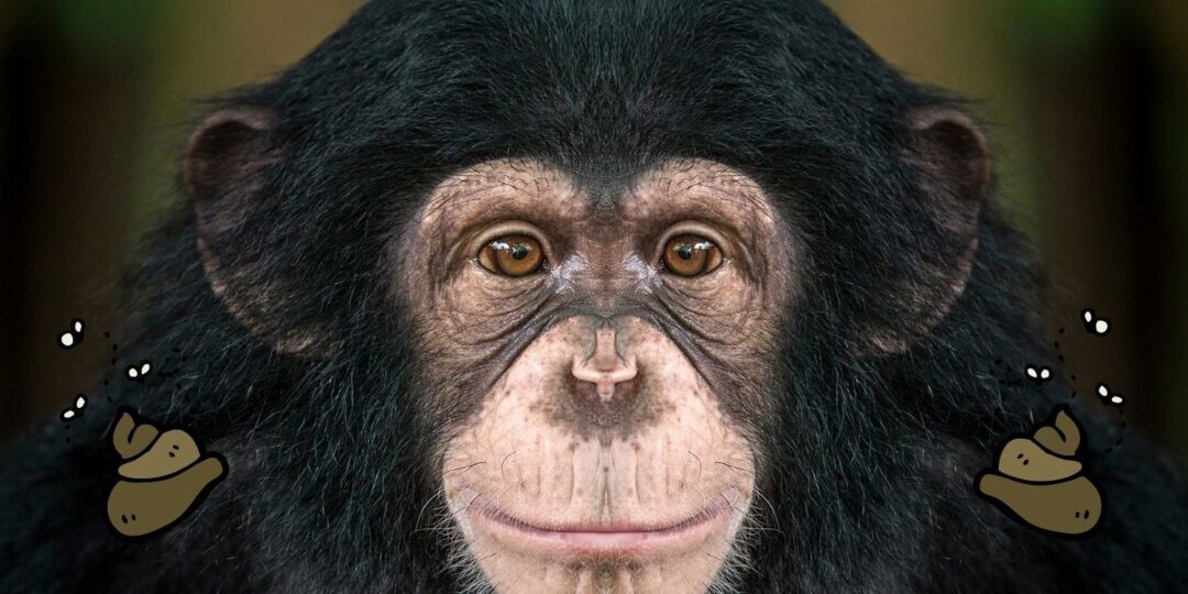 Why Do Chimpanzees Throw Poop? The Fact Site