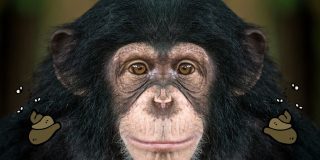 Why do chimpanzees throw poop?