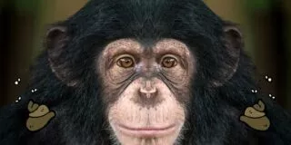 Why do chimpanzees throw poop?