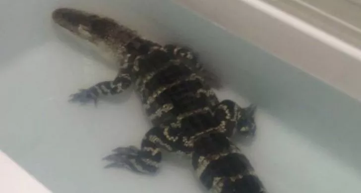 An alligator chilling in a bathtub 