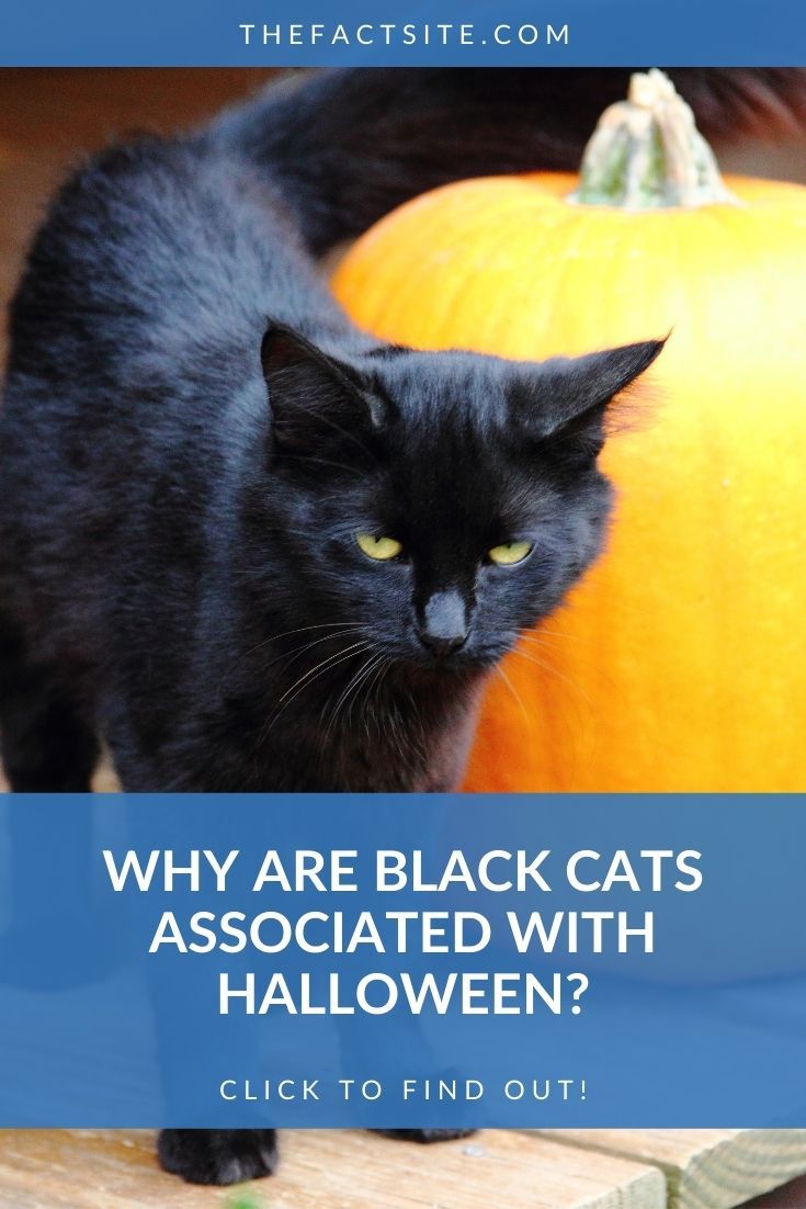 Why Are Black Cats Associated With Halloween?