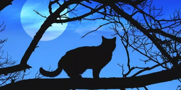 Why are black cats associated with halloween?