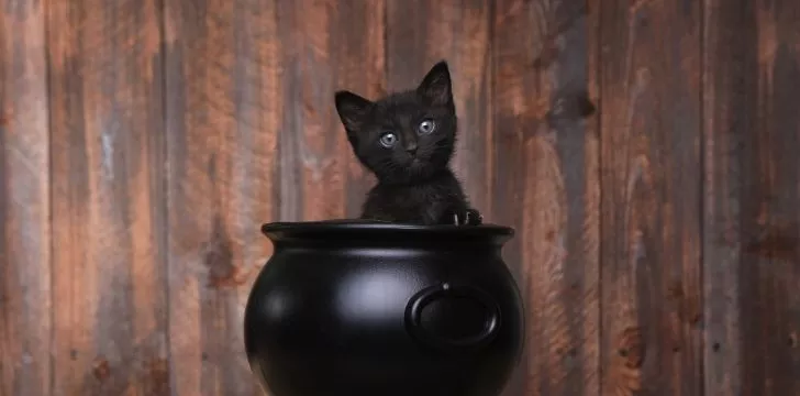 A black kitten inside a cauldron