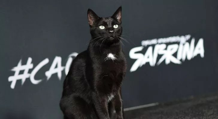 A picture of Salem the cat from Sabrina the Teenage Witch