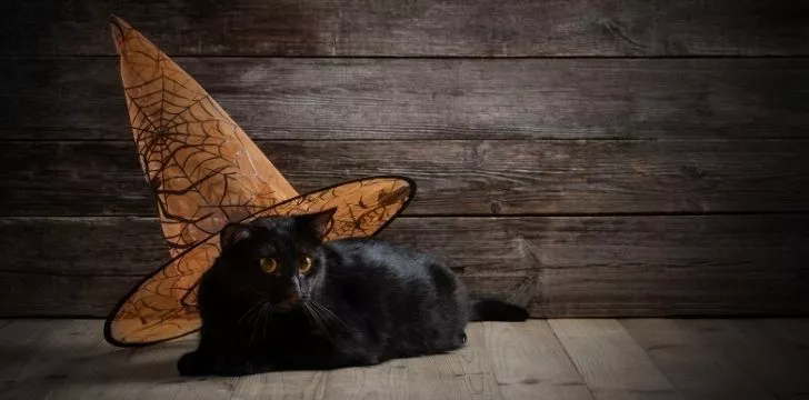 A black cat wearing a witches hat