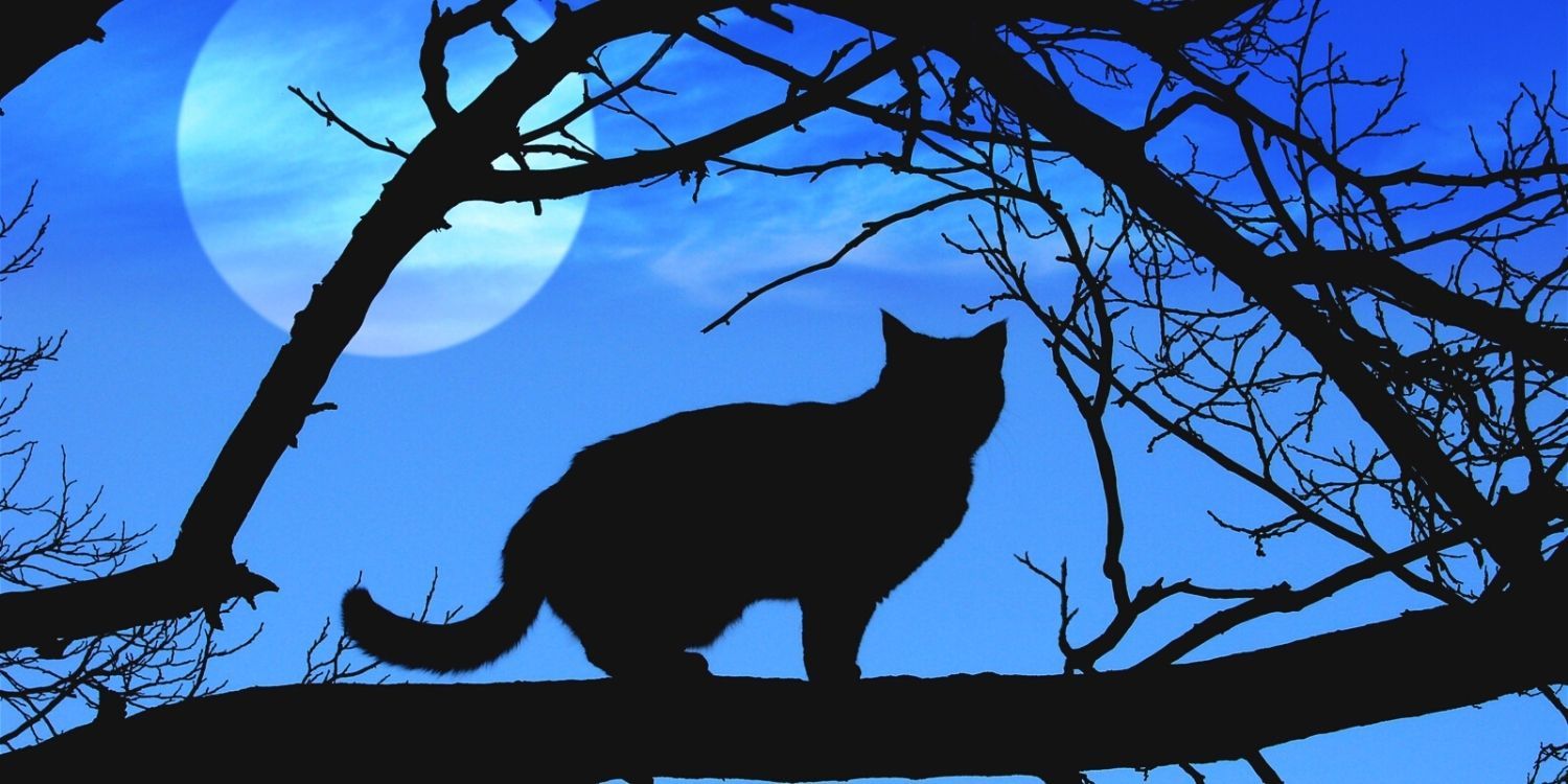 Why Are Black Cats Associated With Halloween? – My Cool Random Facts