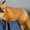 What noise do foxes make?