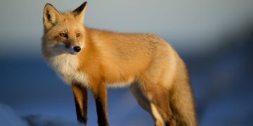What noise do foxes make?