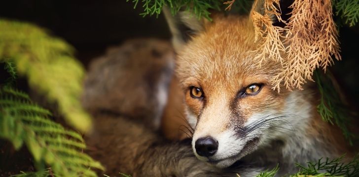 A fox lying down