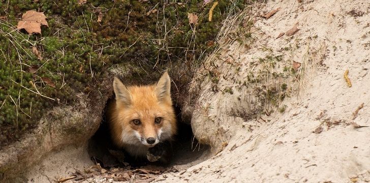 Un zorro sale de un agujero excavado en el suelo.