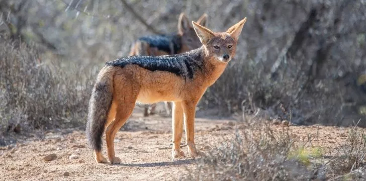 Two foxes during daylight