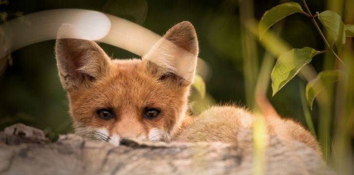 A fox peering over from behind a tree trunk