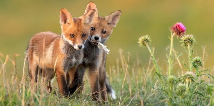 Two young foxes standing next to each other